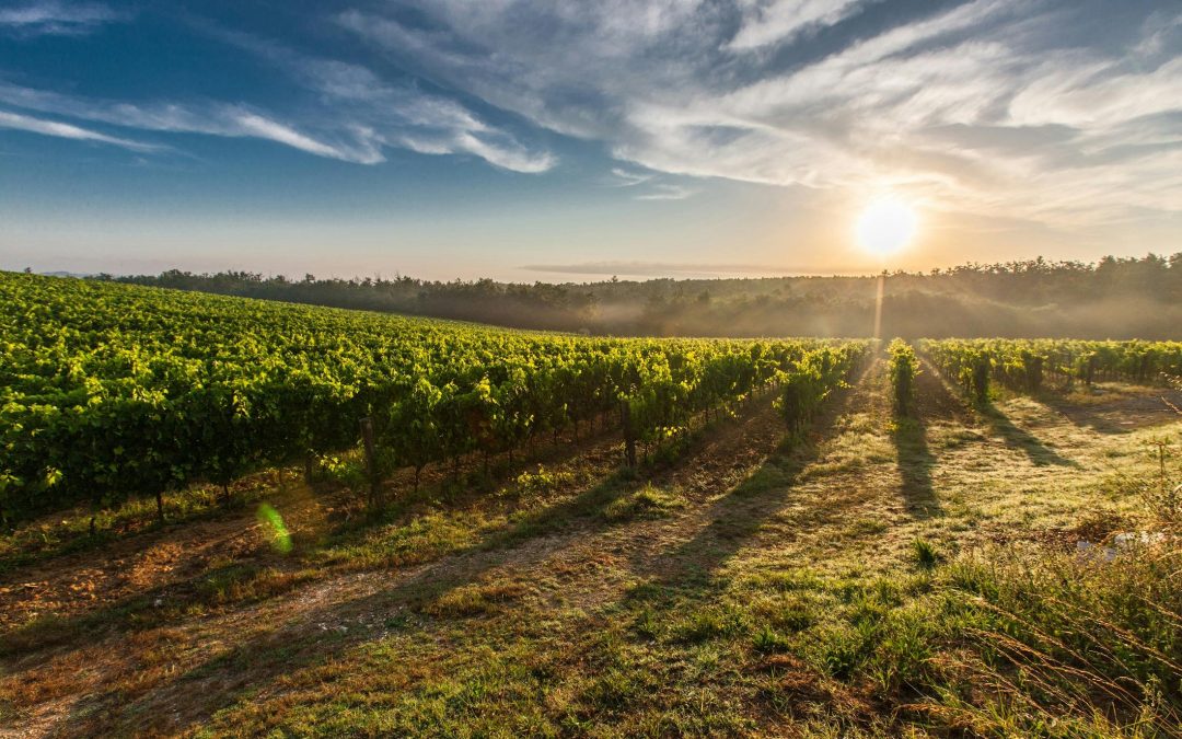 Wine Country Influence: The Impact of Vineyards on Central Coast Commercial Real Estate