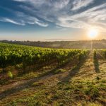 Wine country, central coast, winery, vineyard