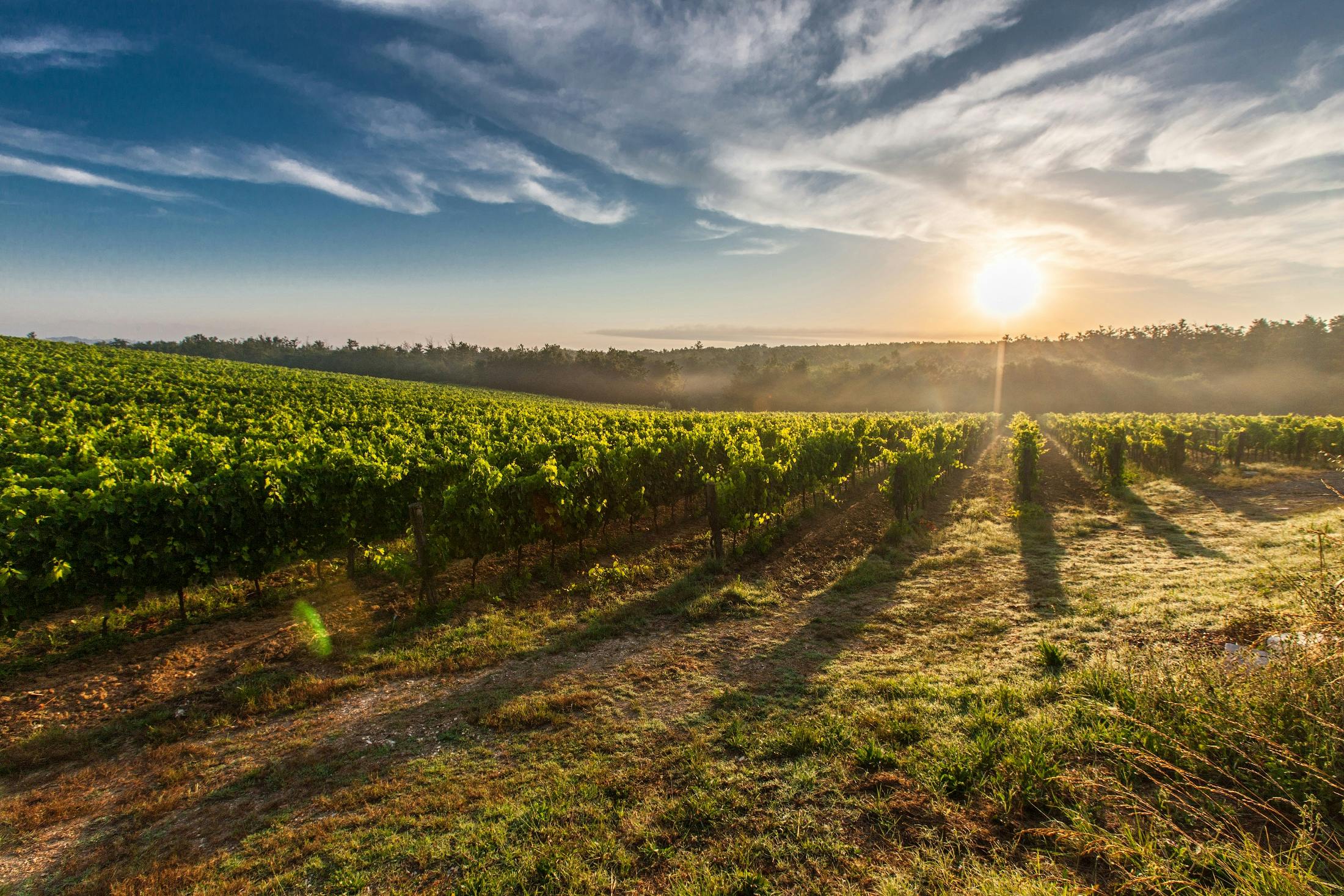 Wine country, central coast, winery, vineyard